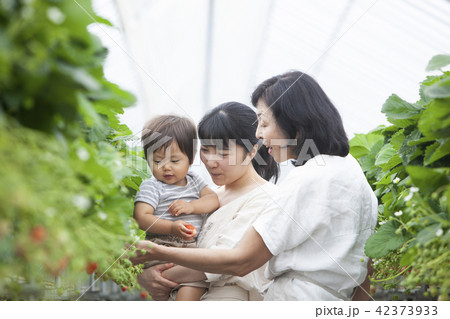 イチゴ農家 家族 イチゴ農家 家族 42373933