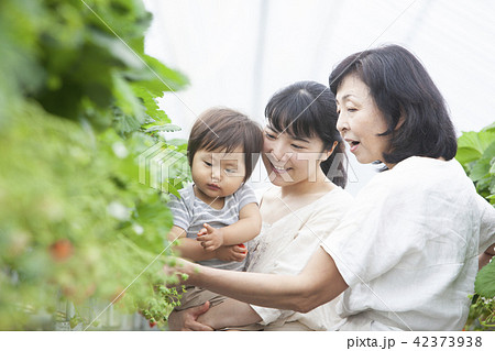 イチゴ農家　家族 42373938