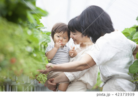 イチゴ農家 家族 イチゴ農家 家族 42373939