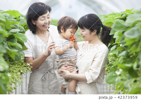 イチゴ農家　家族 42373959
