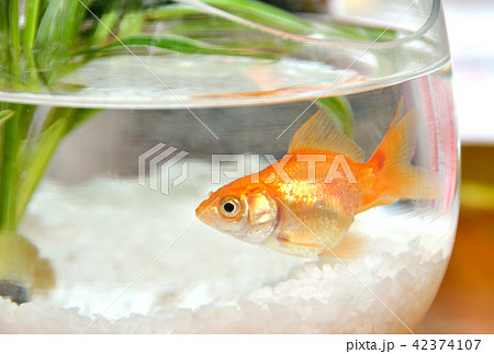 金魚鉢の金魚 一匹 夏イメージの写真素材