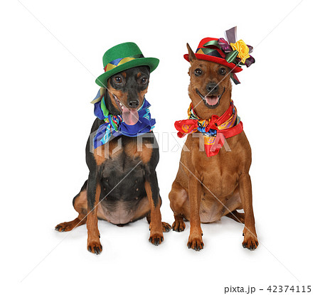 dogs in hats
