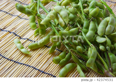 黒枝豆　黒豆　枝豆　枝付き 42374531