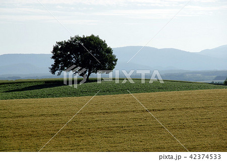 美瑛の丘に立つカシワの木と麦畑 42374533