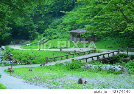 神庭の滝 公園内風景 神庭の滝 公園内風景 42374540