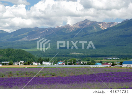 富良野のラベンダー畑と十勝岳連峰 42374782