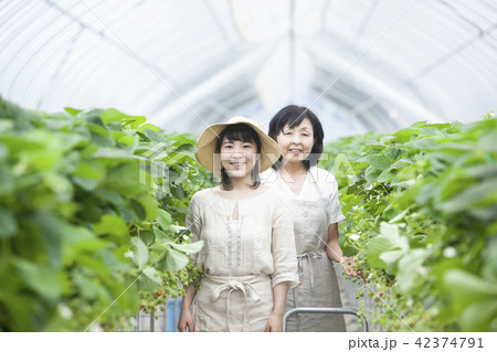 イチゴ農家　家族 42374791