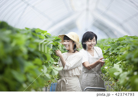 イチゴ農家　家族 42374793