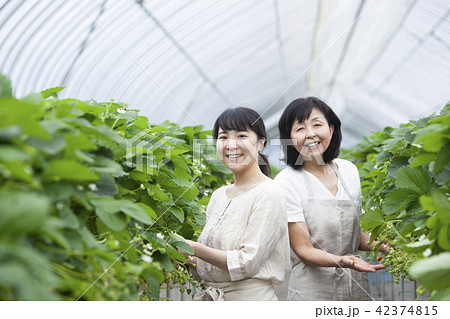 イチゴ農家　家族 42374815