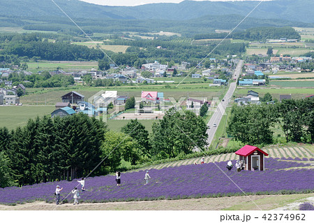 日の出公園のラベンダー畑と富良野盆地 42374962