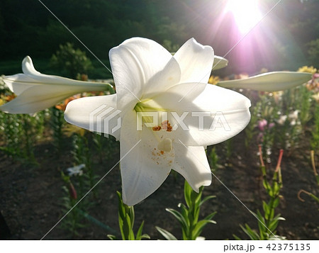 純白のユリ 42375135