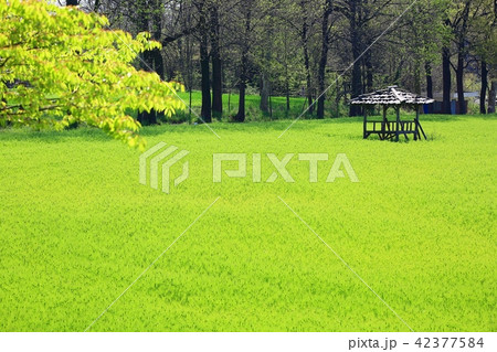 春 菜の花 チョンボリ 42377584