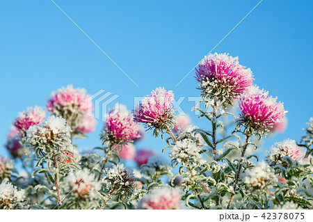 frozen flowers covered with frost 42378075