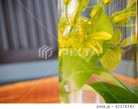 yellow Orchid flower in glass yellow Orchid flower in glass 42378383