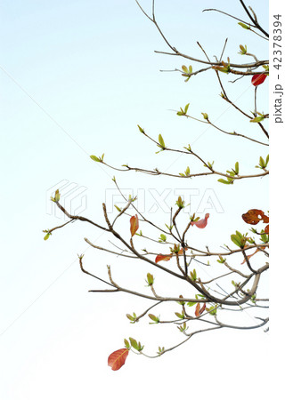 Red leaves and fresh leaves of sea-almond tree Red leaves and fresh leaves of sea-almond tree 42378394
