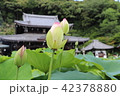 京都【三室戸寺の蓮】 42378880