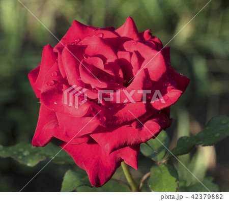 A bud of a red rose after rain in a summer garden 42379882