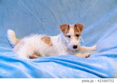 犬物語 42380752
