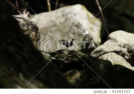 岩と鳥 42381355