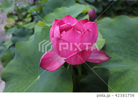 京都【三室戸寺の蓮】 42381756