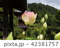 京都【三室戸寺の蓮】 42381757