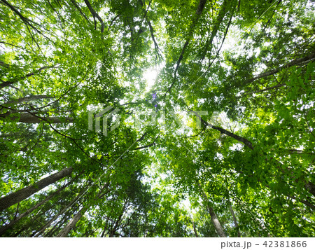 樹海の森 樹海の森 42381866