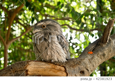 Tawny frogmouth in the wilderness in Australia. Tawny frogmouth in the wilderness in Australia. 42381923