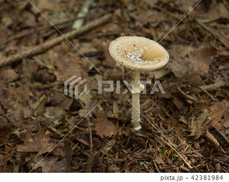 テングダケ 42381984