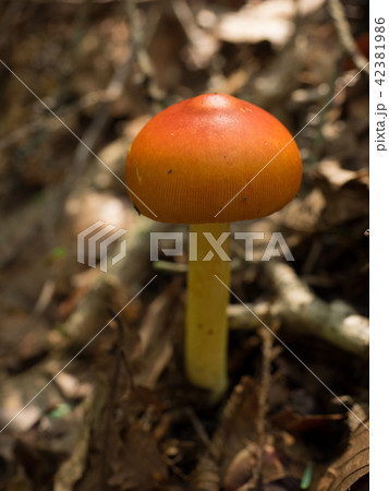 タマゴタケ タマゴタケ 42381986