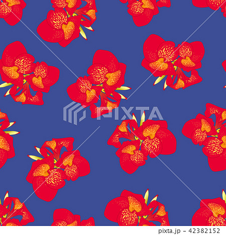Red Canna lily on Navy Blue Background 42382152