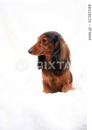 背景白ダックス 42382588