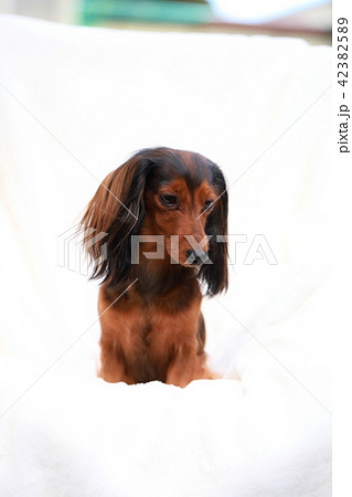 背景白ダックス 42382589