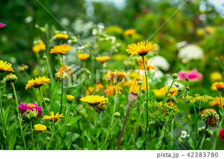 Orange bright flowers, meadow in summer, sunny day. Picturesque colorful natural background 42383780