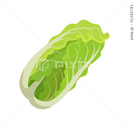 Fresh Chinese cabbage. Healthy food. Organic ingredient for vegetarian salad. Flat vector for promo 42383781