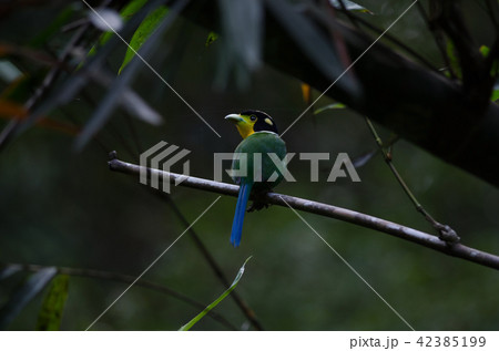 Long tailed broadbill on tree branch 42385199