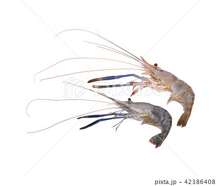 Giant freshwater prawn, Fresh shrimp isolate Giant freshwater prawn, Fresh shrimp isolate 42386408