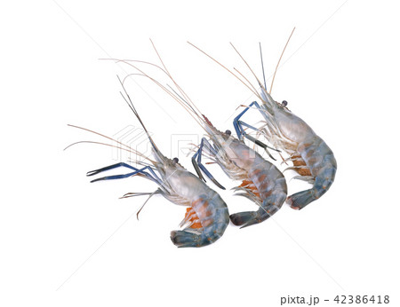 Giant freshwater prawn, Fresh shrimp isolate Giant freshwater prawn, Fresh shrimp isolate 42386418