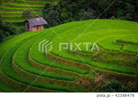 Landscape of rice fields and terrace on daylight Landscape of rice fields and terrace on daylight 42386476