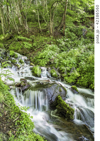 【強清水の滝】 【強清水の滝】 42386560