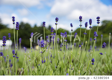 【ラベンダー畑　濃紫】 42386564