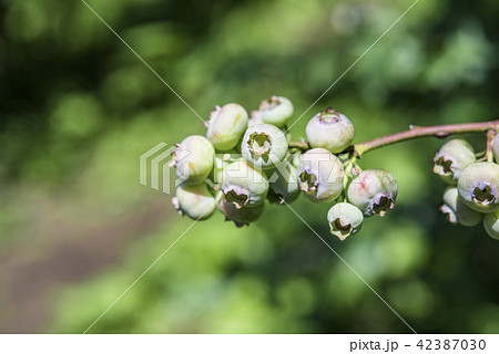 【ブルーベリー　田園プラザ】 42387030