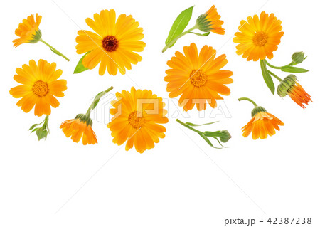 Calendula. Marigold flower isolated on white background with copy space for your text. Top view Calendula. Marigold flower isolated on white background with copy space for your text. Top view 42387238