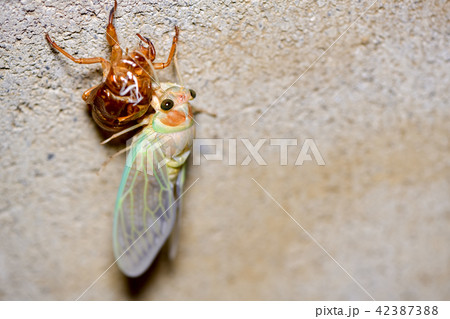 羽化したばかりの蝉 42387388