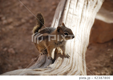 Golden-mantled Ground Squirrel on a fallen tree Golden-mantled Ground Squirrel on a fallen tree 42387800
