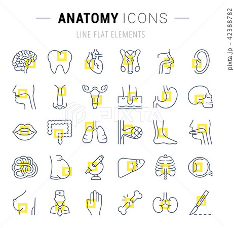 Set of Line Icons of Anatomy and Physiology Set of Line Icons of Anatomy and Physiology 42388782