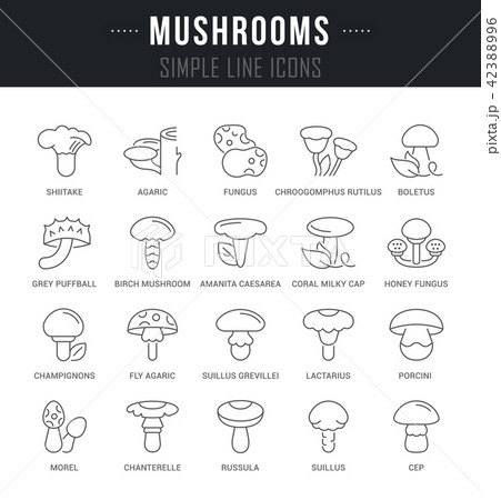 Set Vector Line Icons of Mushrooms. 42388996