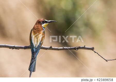 Eurasian bee-eater (Merops apiaster) 42389658