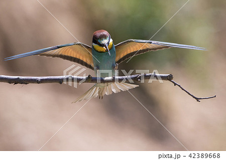 Eurasian bee-eater (Merops apiaster) Eurasian bee-eater (Merops apiaster) 42389668