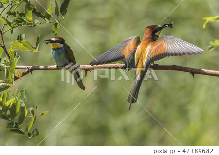 Eurasian bee-eater (Merops apiaster) 42389682