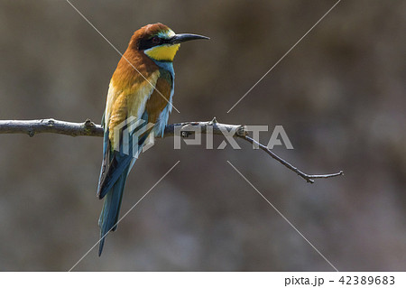 Eurasian bee-eater (Merops apiaster) 42389683